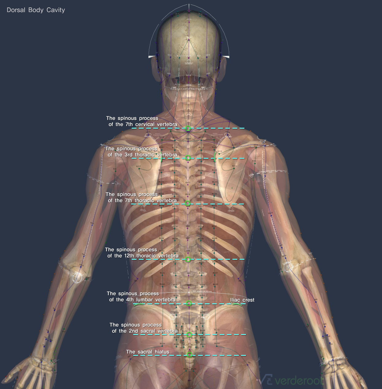 Bone landmarks 1