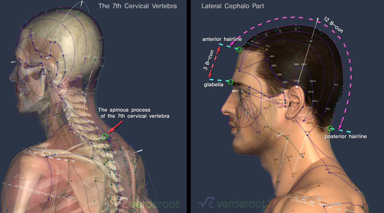 Bone landmarks 2