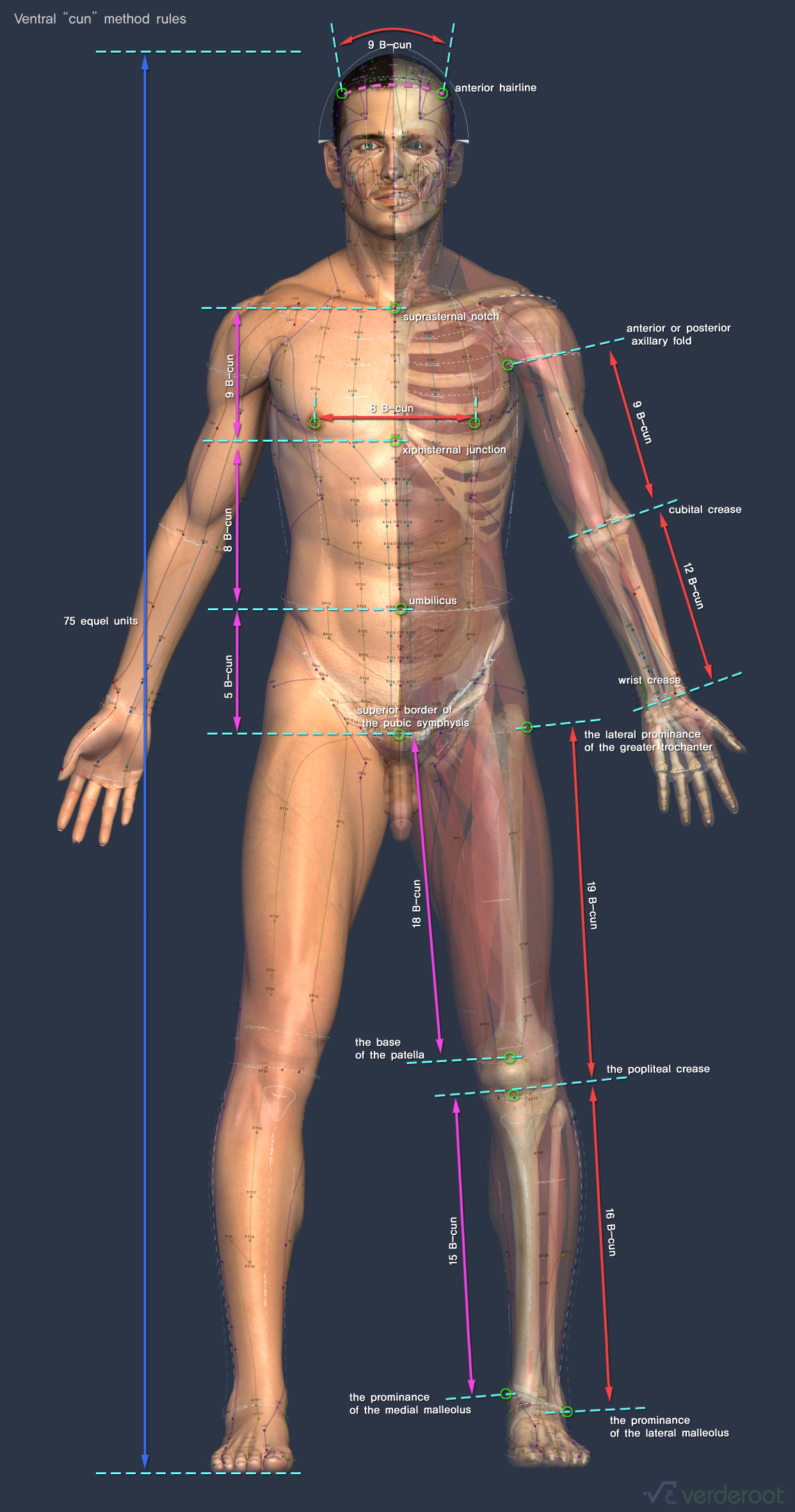 Bone landmarks 3