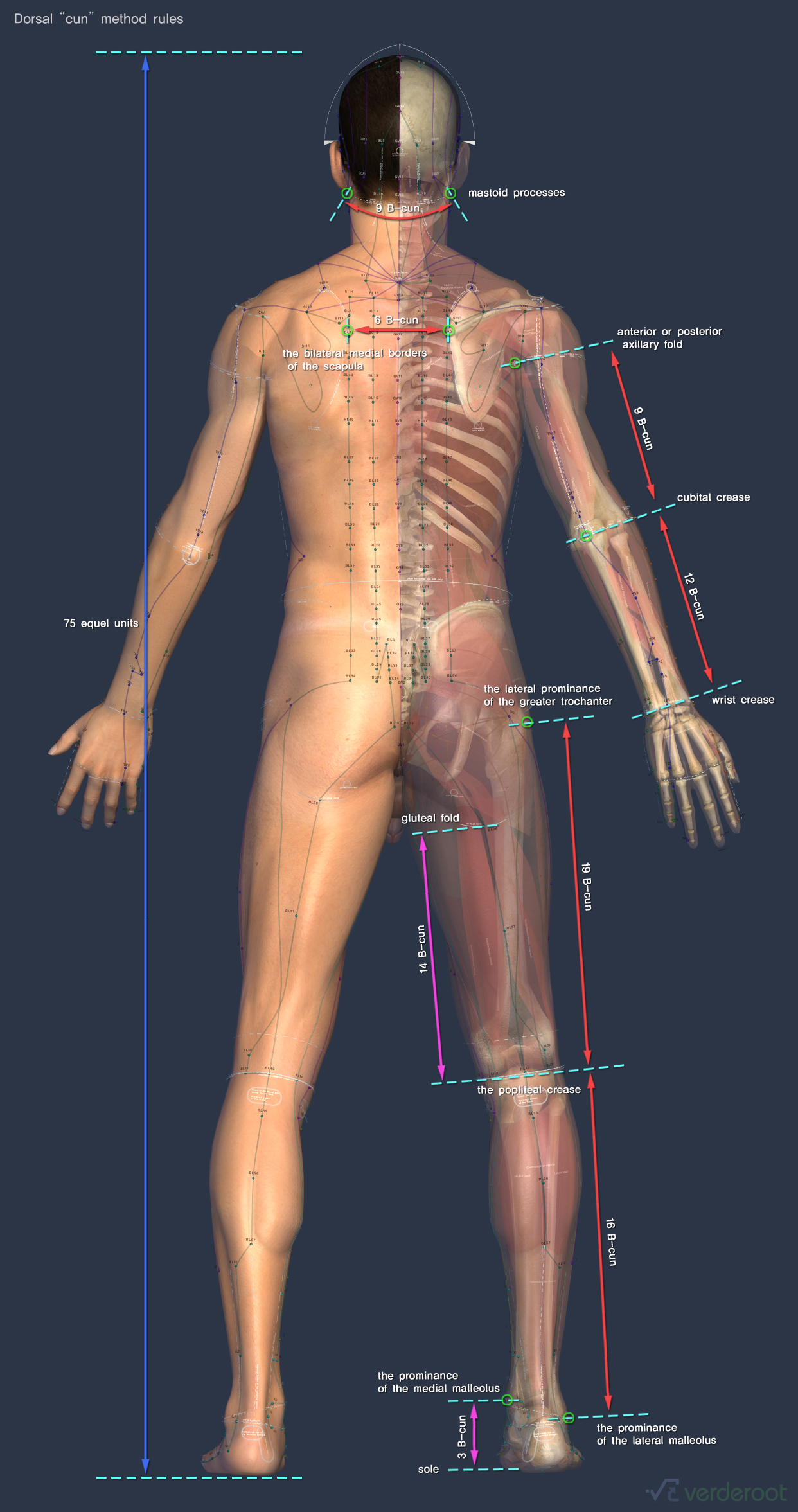 Bone landmarks 4