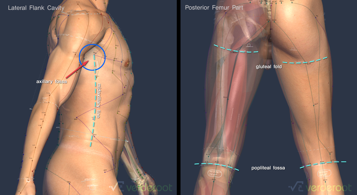 Proportion front